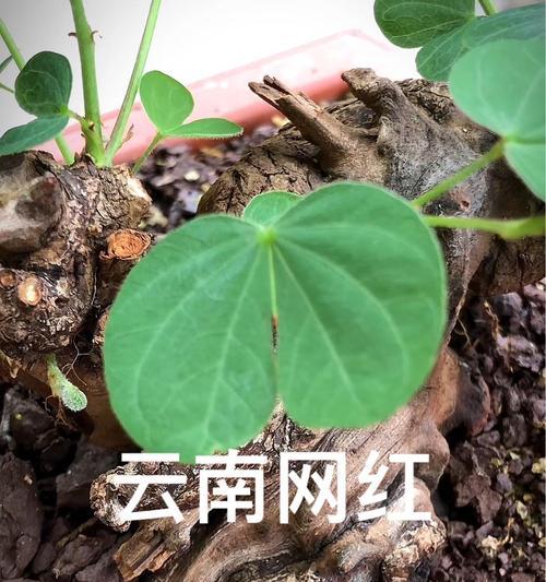 木本植物花培植方法是什么？培植过程中应注意什么？
