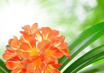 君子兰属于灌木花卉吗？特性是什么？
