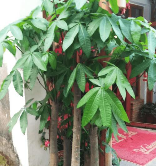 适合阳台招财的花有哪些？