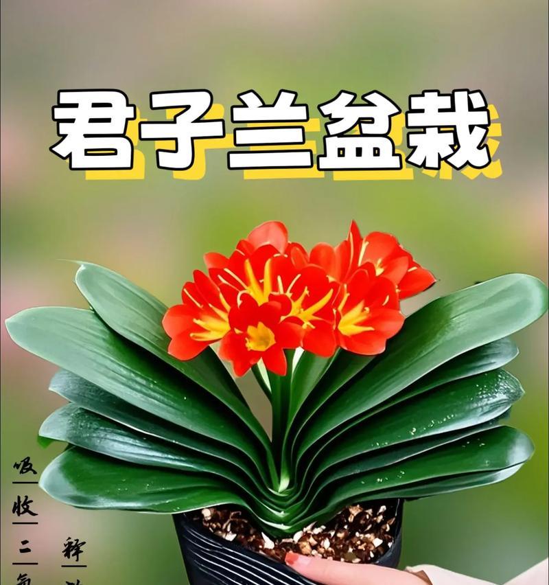 君子兰叶片如何才能养得更硬？