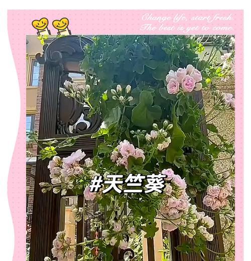 天竺葵在露天夏天的养护方法是什么？