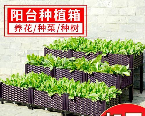君子兰枝叶固定器的正确使用方法是什么？