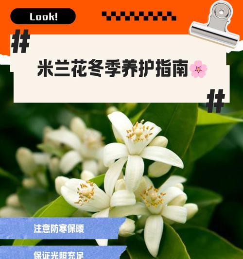 米兰栽培的要点是什么？如何进行修剪和管理？