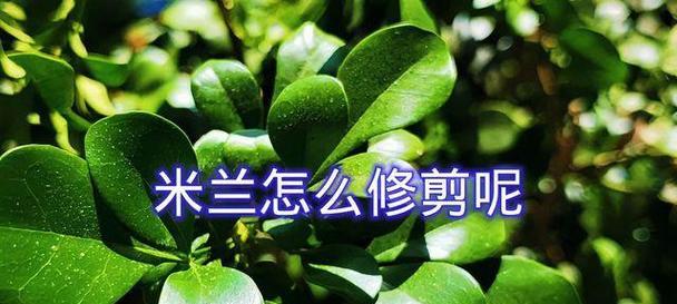 米兰栽培的要点是什么？如何进行修剪和管理？