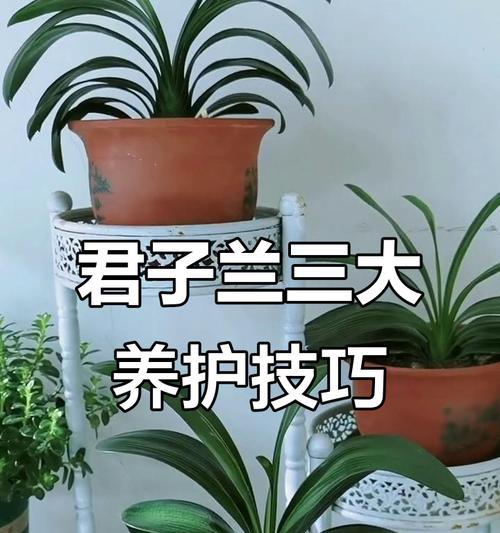 君子兰绿花养护要点是什么？