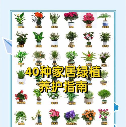 君子兰绿花养护要点是什么？
