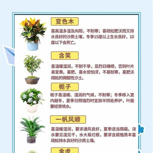 君子兰绿花养护要点是什么？
