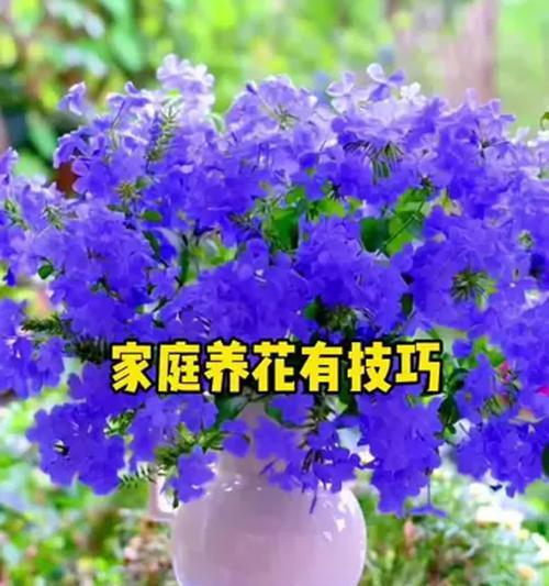 家庭养花有哪些实用技巧？如何提高养花的成功率？