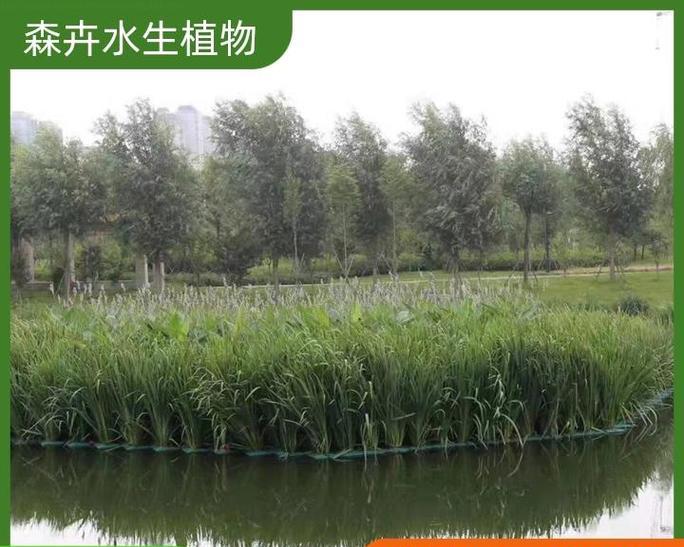 水库适合种植哪些水生植物？