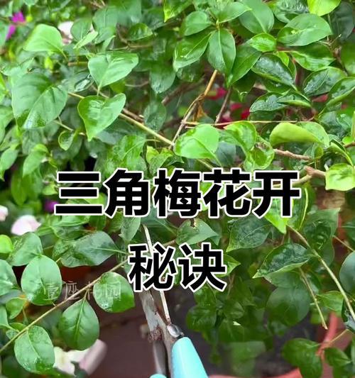 三角梅修剪以促进生长的方法是什么？
