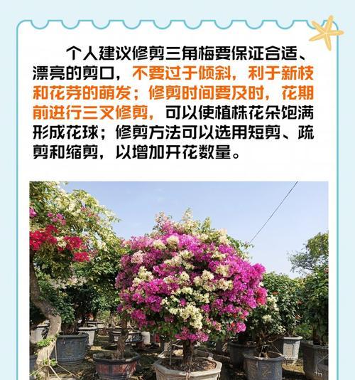 三角梅修剪以促进生长的方法是什么？
