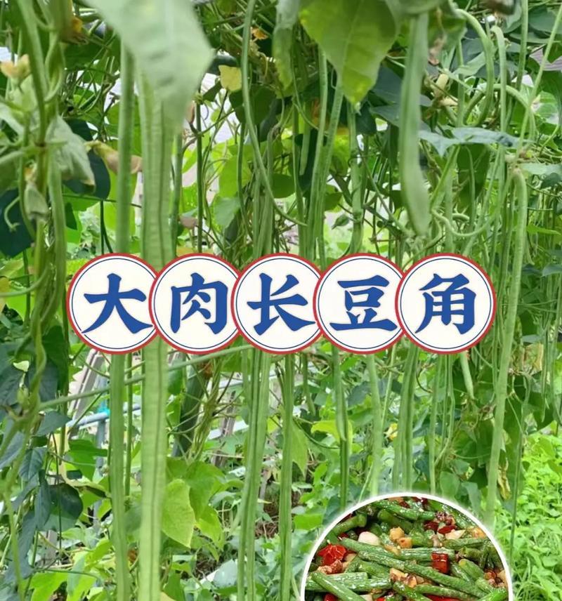 现在播种豇豆什么品种好？春季播种豇豆的品种选择指南是什么？