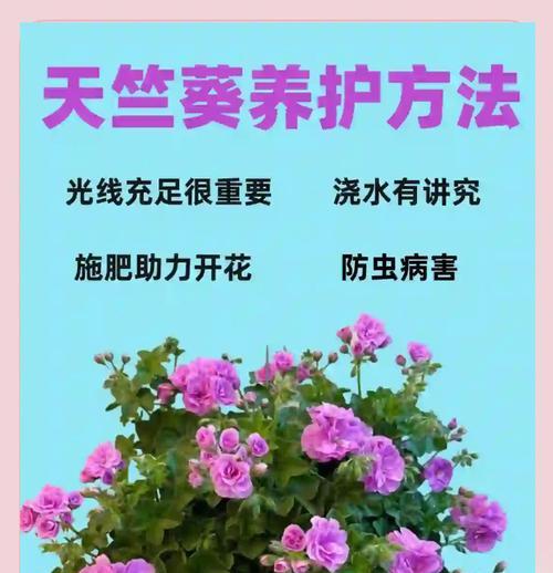 伊曼纽尔天竺葵消苞的原因是什么？