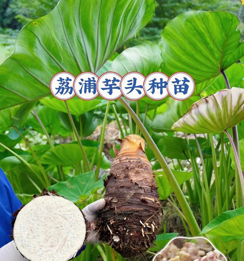 优质芋头栽培的技术要点是什么？