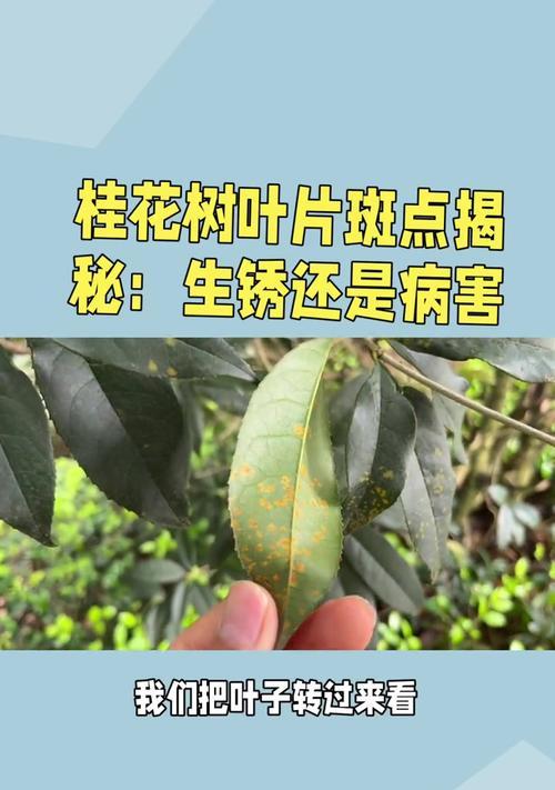 桂花叶子发黄干枯的原因及处理方法是什么？