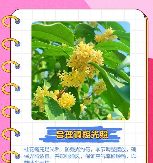 桂花叶子发黄干枯的原因及处理方法是什么？