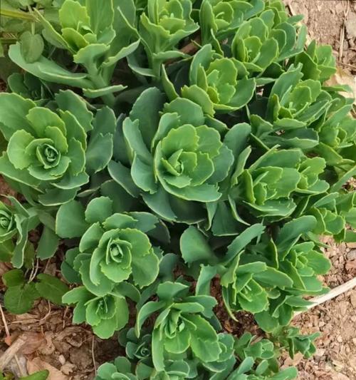 新发现观赏植物的特点是什么？