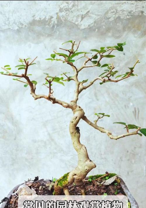新发现观赏植物的特点是什么？