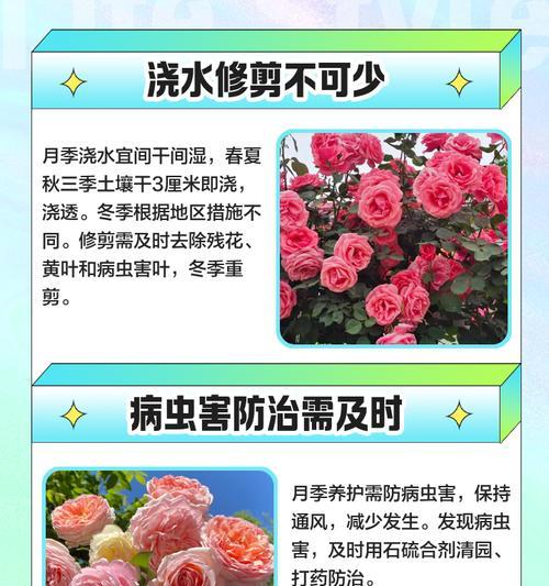 雨后月季玫瑰的正确养护方法是什么？
