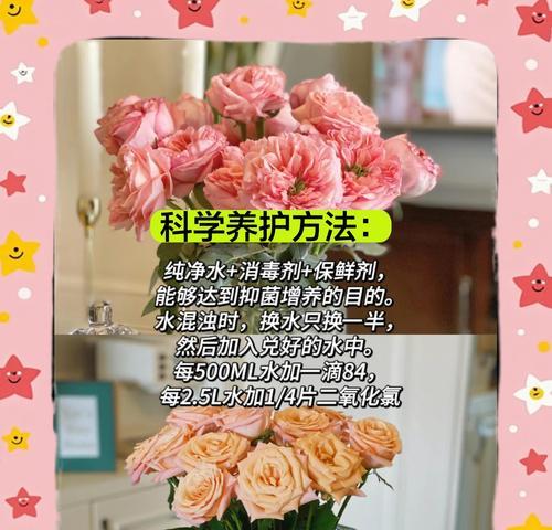 雨后月季玫瑰的正确养护方法是什么？