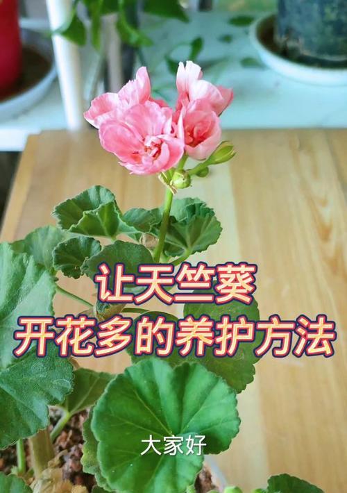如何正确养护挂起来的天竺葵？