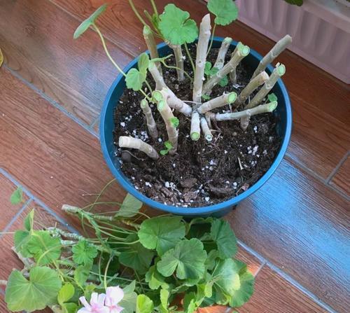 如何正确养护挂起来的天竺葵？