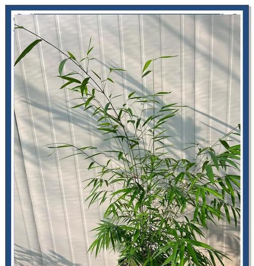 观赏用竹子绿植有哪些种类？