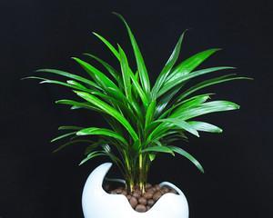 观赏用竹子绿植有哪些种类？