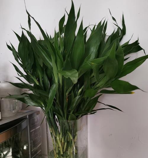 观赏用竹子绿植有哪些种类？