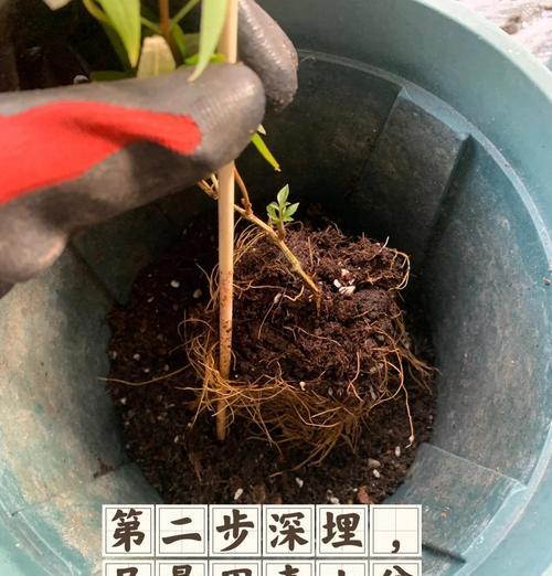 铁线莲花苞长出后生长缓慢怎么办？