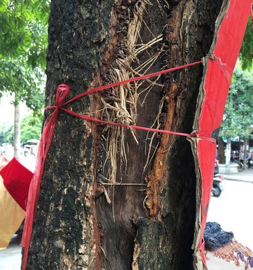 龙眼叶子发黄干枯如何进行补救？