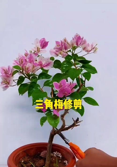 三角梅独杆枝修剪技巧有哪些？