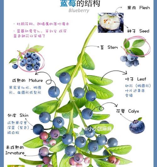 蓝莓树栽培技术有哪些？不同种类的蓝莓树栽培有何区别？