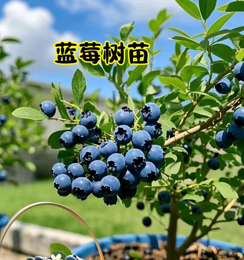 蓝莓树栽培技术有哪些？不同种类的蓝莓树栽培有何区别？