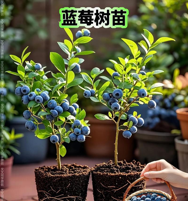 蓝莓树栽培技术有哪些？不同种类的蓝莓树栽培有何区别？