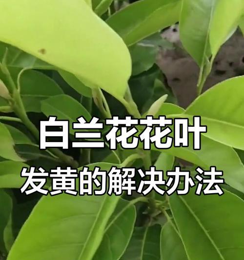 君子兰幼叶黄色怎么回事？可能的原因和解决方法是什么？