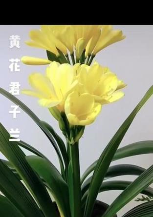 君子兰幼叶黄色怎么回事？可能的原因和解决方法是什么？