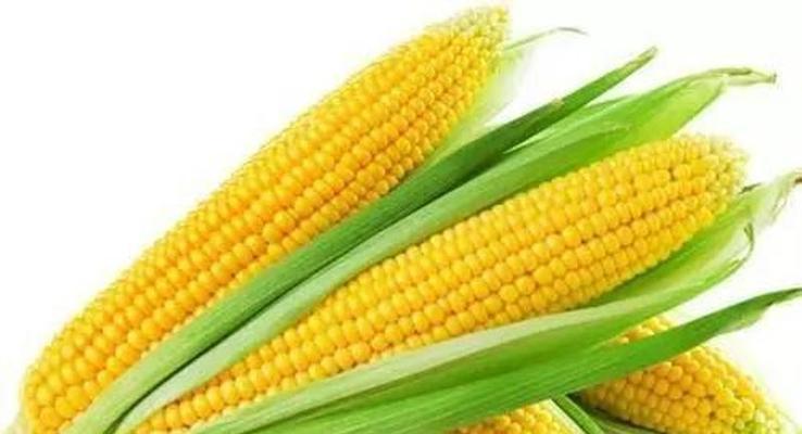 反向雾化自动栽培技术特点是什么？