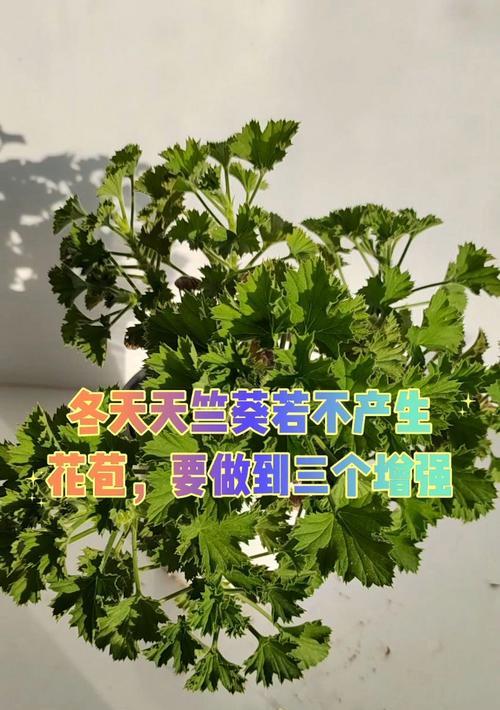 天竺葵花苞烂掉的原因及处理方法？