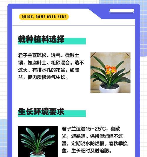 君子兰修剪造型的技巧是什么？