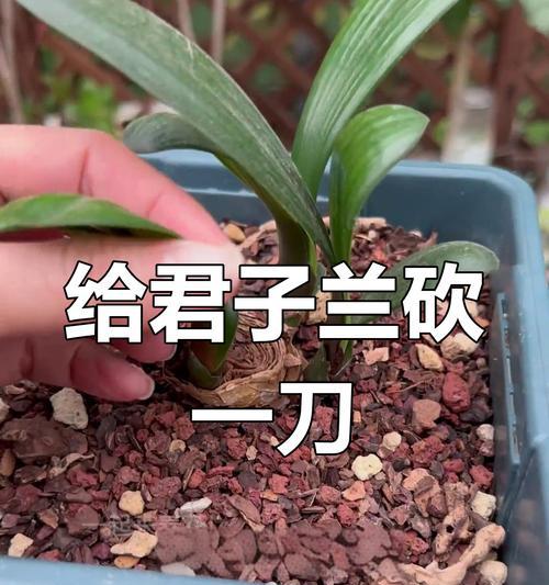 君子兰修剪造型的技巧是什么？
