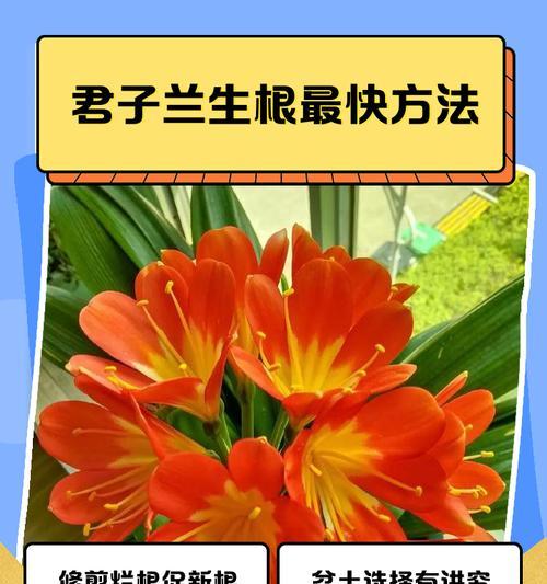 君子兰修剪造型的技巧是什么？