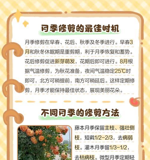 月季在阳光不足的情况下应如何养护？