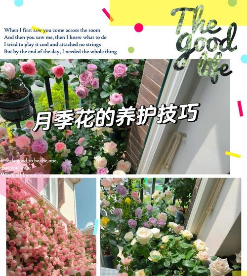 月季在阳光不足的情况下应如何养护？