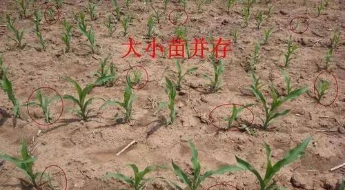 内蒙玉米的最佳播种时间是什么时候？播种前需要准备什么？