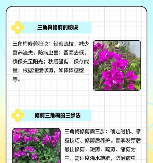 三角梅修剪技巧？如何正确削皮促进生长？