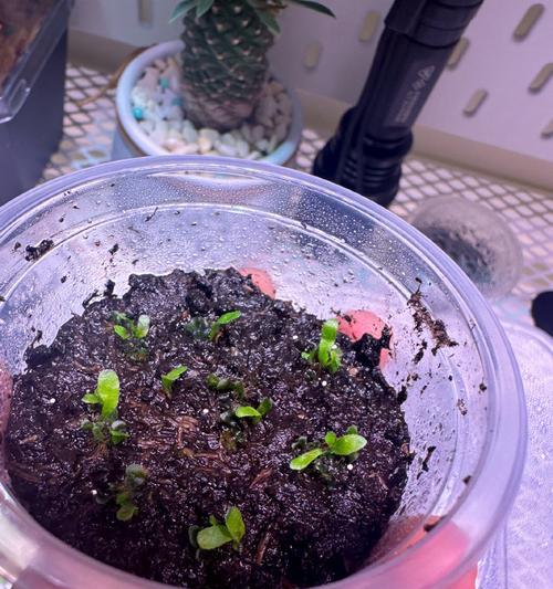 鹿角蕨的最佳播种时间是什么时候？