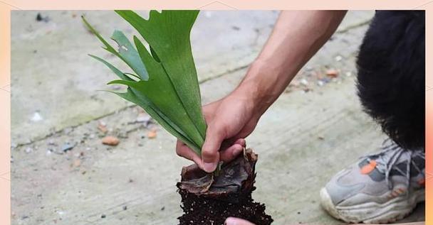 鹿角蕨的最佳播种时间是什么时候？