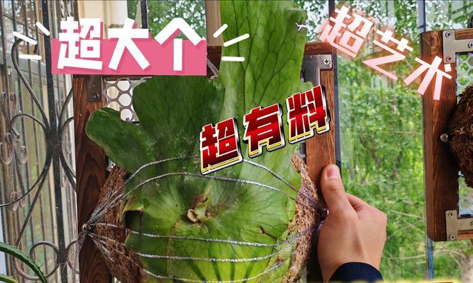鹿角蕨的最佳播种时间是什么时候？