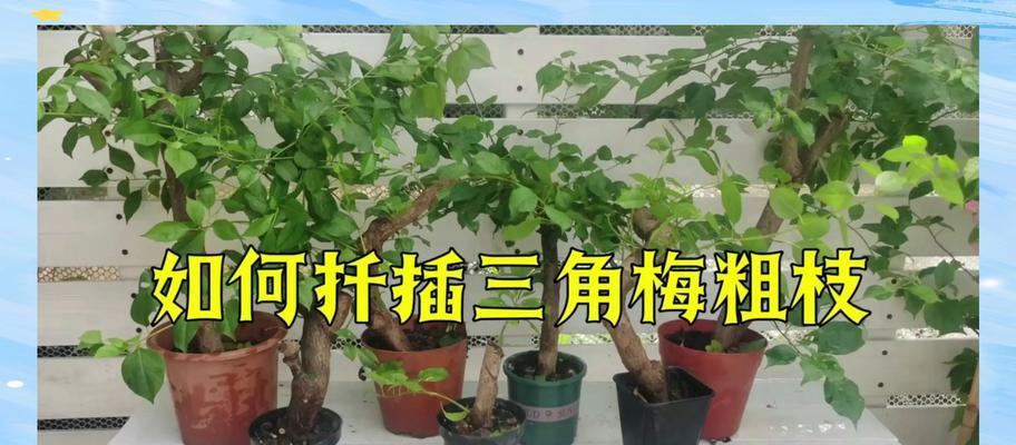 三角梅扦插发黑后如何重新种植？